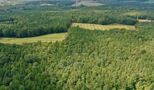Photo #19 of SOLD property in Off Peter Stallings Road, Macon, NC 187.0 acres