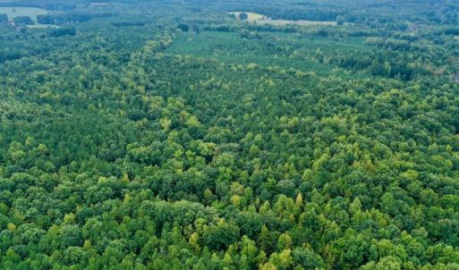 Photo #20 of SOLD property in Off Peter Stallings Road, Macon, NC 187.0 acres
