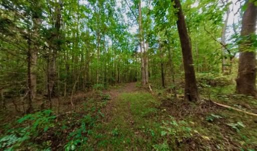Photo #40 of Off Peter Stallings Road, Macon, NC 187.0 acres
