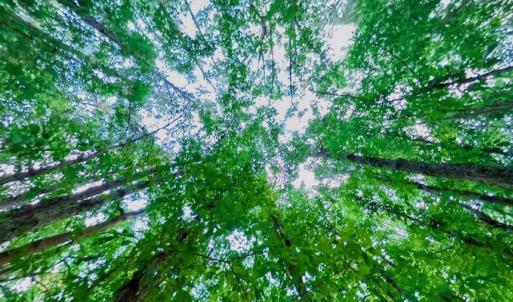 Photo #43 of SOLD property in Off Peter Stallings Road, Macon, NC 187.0 acres