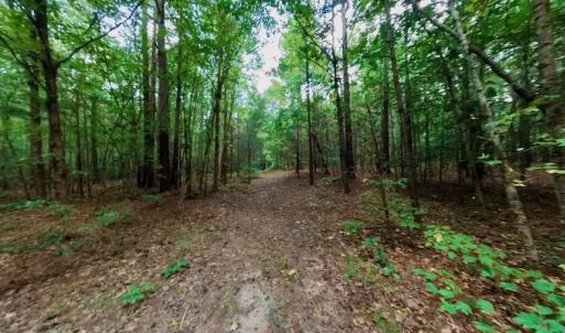 Photo #46 of SOLD property in Off Peter Stallings Road, Macon, NC 187.0 acres