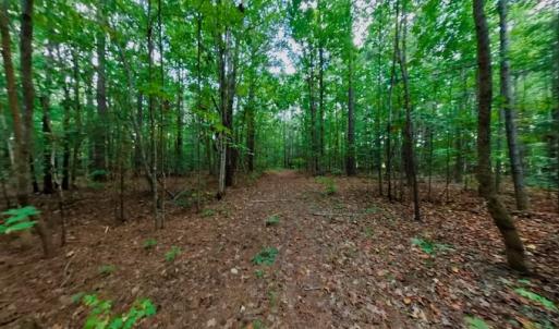 Photo #48 of Off Peter Stallings Road, Macon, NC 187.0 acres
