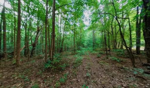 Photo #49 of SOLD property in Off Peter Stallings Road, Macon, NC 187.0 acres