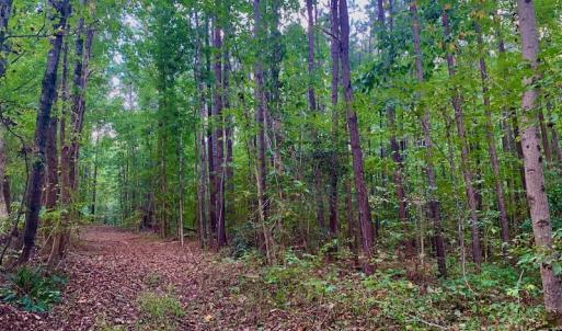 Photo #23 of SOLD property in Off Peter Stallings Road, Macon, NC 187.0 acres