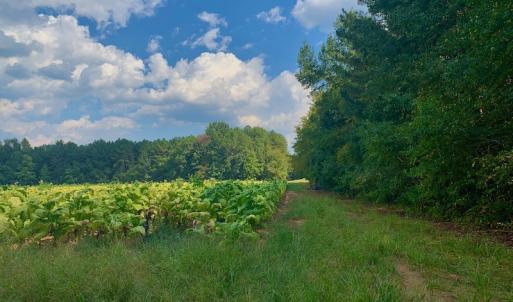 Photo #24 of SOLD property in Off Peter Stallings Road, Macon, NC 187.0 acres
