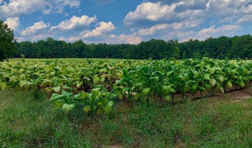 Photo #25 of SOLD property in Off Peter Stallings Road, Macon, NC 187.0 acres