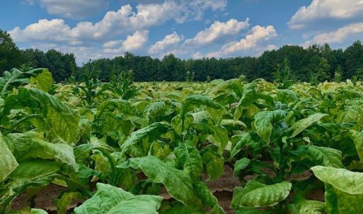 Photo #26 of SOLD property in Off Peter Stallings Road, Macon, NC 187.0 acres
