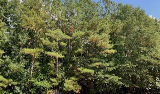 Photo #33 of Off Peter Stallings Road, Macon, NC 187.0 acres