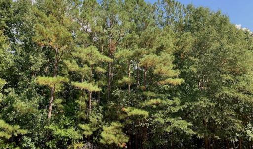 Photo #33 of SOLD property in Off Peter Stallings Road, Macon, NC 187.0 acres