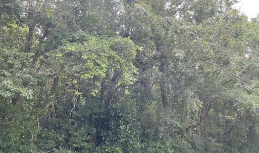 Photo #6 of SOLD property in OFF NC HWY 130 W, Rowland, NC 16.0 acres