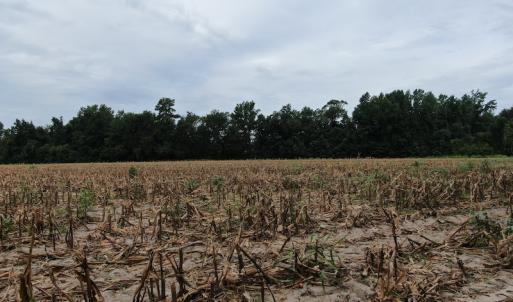 Photo #8 of SOLD property in OFF NC HWY 130 W, Rowland, NC 16.0 acres
