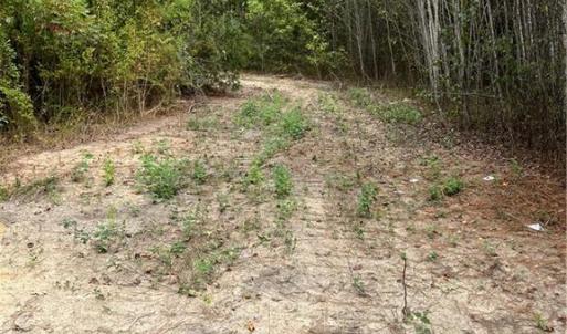 Photo #41 of SOLD property in Off Manning Drive, Valentines, VA 36.0 acres