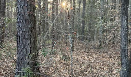 Photo #30 of 30075 Meherrin Road, Boykins, VA 116.0 acres