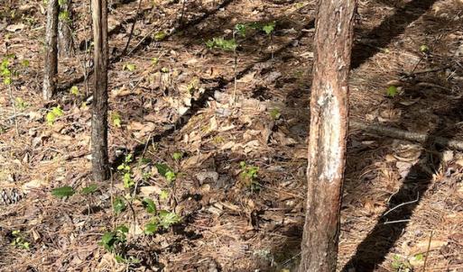 Photo #33 of 30075 Meherrin Road, Boykins, VA 116.0 acres