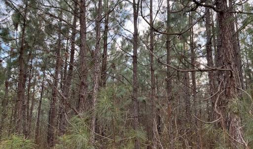 Photo #36 of 30075 Meherrin Road, Boykins, VA 116.0 acres