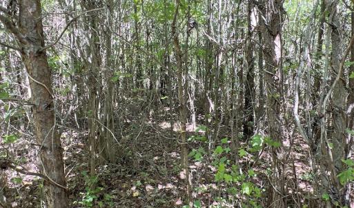 Photo #18 of SOLD property in Off Horseshoe Trail, Halifax, VA 48.0 acres