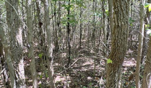 Photo #19 of SOLD property in Off Horseshoe Trail, Halifax, VA 48.0 acres