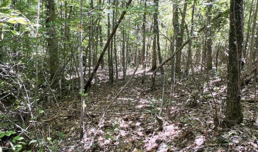 Photo #24 of SOLD property in Off Horseshoe Trail, Halifax, VA 48.0 acres