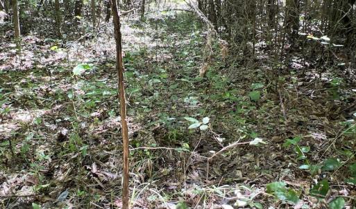 Photo #26 of SOLD property in Off Horseshoe Trail, Halifax, VA 48.0 acres