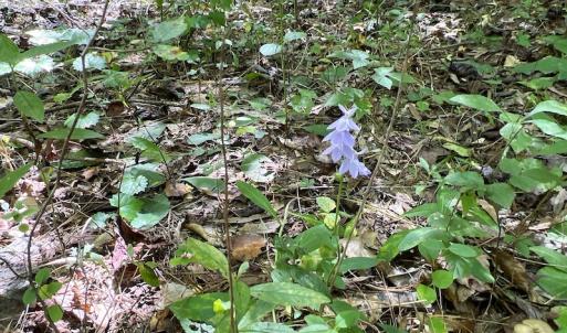 Photo #27 of SOLD property in Off Horseshoe Trail, Halifax, VA 48.0 acres