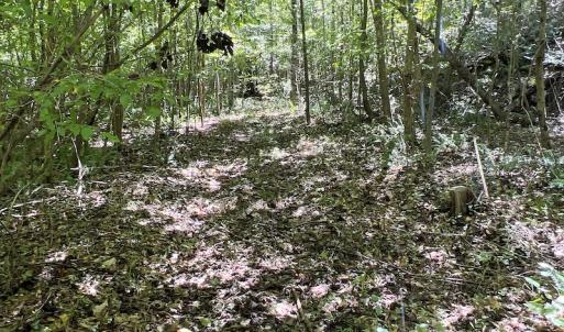 Photo #29 of SOLD property in Off Horseshoe Trail, Halifax, VA 48.0 acres