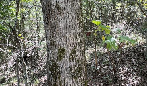 Photo #32 of SOLD property in Off Horseshoe Trail, Halifax, VA 48.0 acres