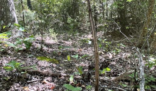 Photo #36 of SOLD property in Off Horseshoe Trail, Halifax, VA 48.0 acres