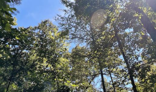 Photo #37 of SOLD property in Off Horseshoe Trail, Halifax, VA 48.0 acres