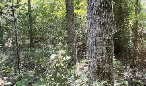 Photo #38 of SOLD property in Off Horseshoe Trail, Halifax, VA 48.0 acres