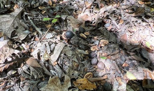 Photo #43 of SOLD property in Off Horseshoe Trail, Halifax, VA 48.0 acres