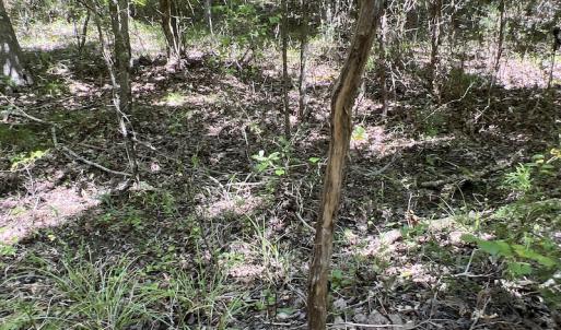 Photo #44 of SOLD property in Off Horseshoe Trail, Halifax, VA 48.0 acres