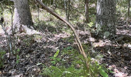 Photo #45 of SOLD property in Off Horseshoe Trail, Halifax, VA 48.0 acres