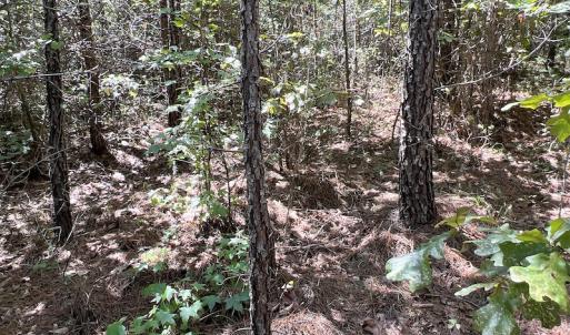 Photo #46 of SOLD property in Off Horseshoe Trail, Halifax, VA 48.0 acres