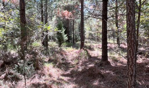 Photo #47 of SOLD property in Off Horseshoe Trail, Halifax, VA 48.0 acres