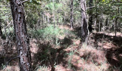 Photo #48 of SOLD property in Off Horseshoe Trail, Halifax, VA 48.0 acres