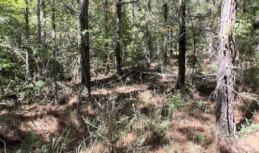 Photo #49 of SOLD property in Off Horseshoe Trail, Halifax, VA 48.0 acres
