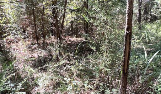 Photo #50 of SOLD property in Off Horseshoe Trail, Halifax, VA 48.0 acres