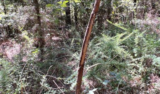 Photo #51 of SOLD property in Off Horseshoe Trail, Halifax, VA 48.0 acres