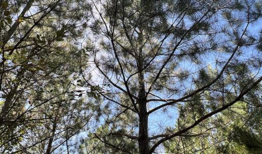 Photo #52 of SOLD property in Off Horseshoe Trail, Halifax, VA 48.0 acres