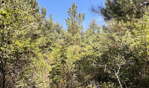 Photo #53 of SOLD property in Off Horseshoe Trail, Halifax, VA 48.0 acres