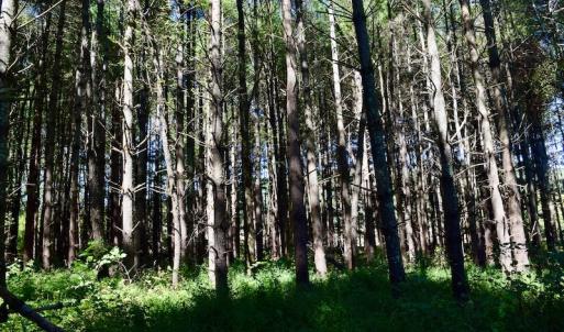 Photo #17 of SOLD property in Off Sheep Creek Road, Bedford, VA 8.0 acres