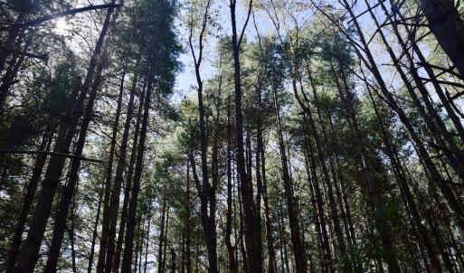 Photo #18 of SOLD property in Off Sheep Creek Road, Bedford, VA 8.0 acres