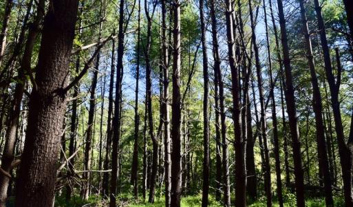 Photo #19 of SOLD property in Off Sheep Creek Road, Bedford, VA 8.0 acres
