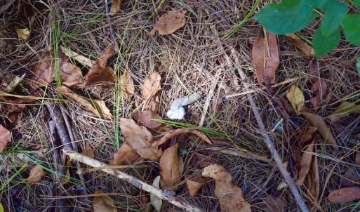 Photo #20 of SOLD property in Off Sheep Creek Road, Bedford, VA 8.0 acres