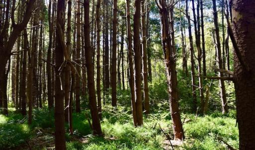 Photo #21 of SOLD property in Off Sheep Creek Road, Bedford, VA 8.0 acres