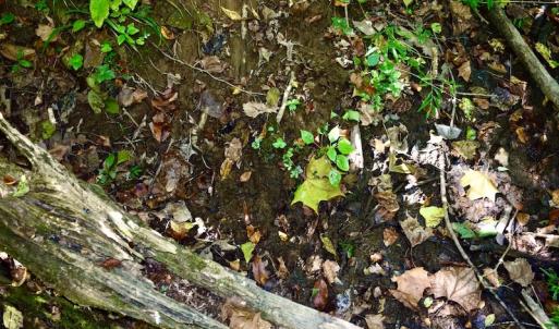 Photo #34 of SOLD property in Off Sheep Creek Road, Bedford, VA 8.0 acres