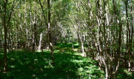 Photo #39 of SOLD property in Off Sheep Creek Road, Bedford, VA 8.0 acres
