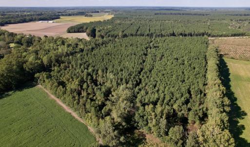 Photo #11 of SOLD property in Off California Road, Farmville, NC 13.2 acres