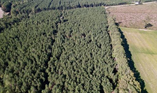 Photo #13 of SOLD property in Off California Road, Farmville, NC 13.2 acres