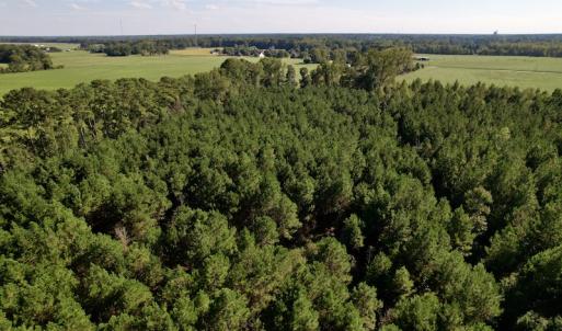 Photo #16 of SOLD property in Off California Road, Farmville, NC 13.2 acres
